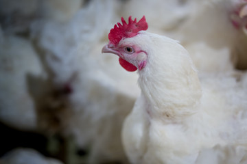Poultry farm business for the purpose of farming meat or eggs for food from chicken (Farming)