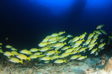 Fototapeta na wymiar Fish underwater coral reef