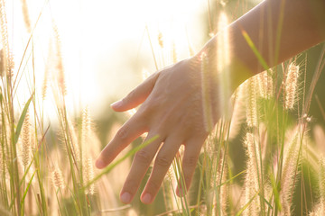 close up woman hand is touching flower grass  in field with sunset light
