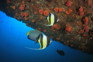Fish underwater coral reef