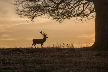 Fototapeta na wymiar A white tail deer silhouetted against a sunset