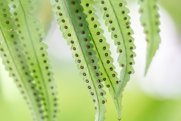 Backgrouds of Fern and Sporangium.