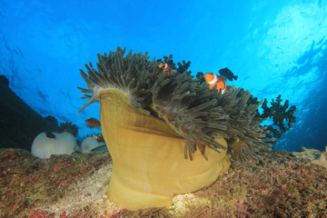 Clownfish anemonefish fish
