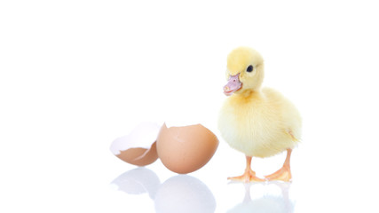 baby duck and egg on white