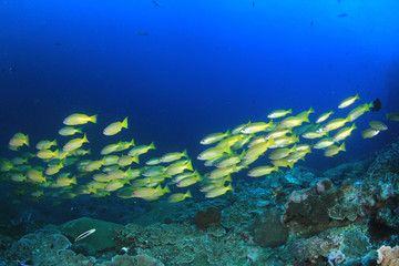 Plakat Fish underwater coral reef