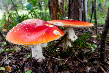Amanita mushrooms in the autumn forest