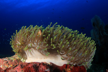 Naklejka na ściany i meble Clownfish anemonefish fish