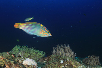 Naklejka na ściany i meble Fish on underwater coral r eef