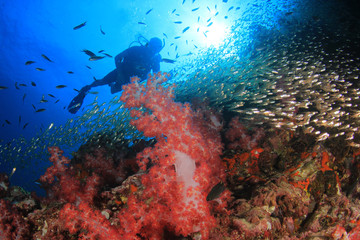 Plakat Scuba dive coral reef and fish