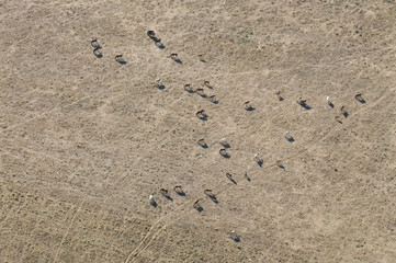 Fototapeta na wymiar Aerial image of horses in the Camargue