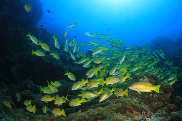 Naklejka na ściany i meble Fish on underwater coral r eef