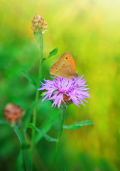 Macro shot on butterfly and cornflower.