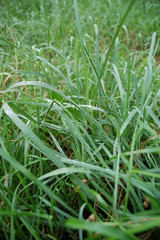 grass, drops