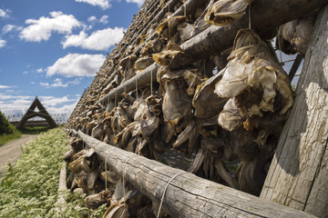 overview of racks for drying stockfish in Svolvaer at Lofoten in Norway