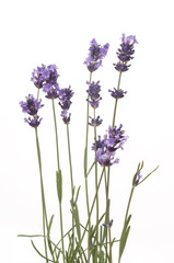 Obraz premium lavender isolated on white