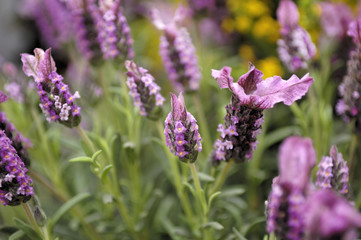 lavender flowers in a field
