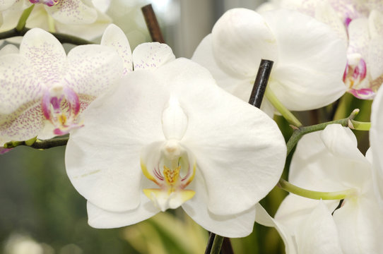 close up of archid white