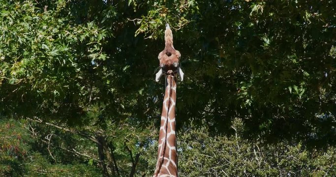 Giraffe Grazing on Leaves from Tree