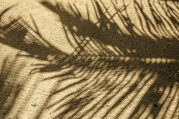 Texture of the palm tree