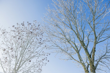 treebranches with hoarfrost and blue sky