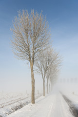 Obraz premium Trees with frozen mist create a magic scenery at the Flemish countryside