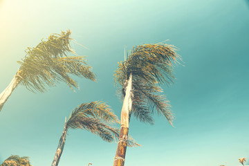 Obraz premium Summer photo of palms and vintage color 