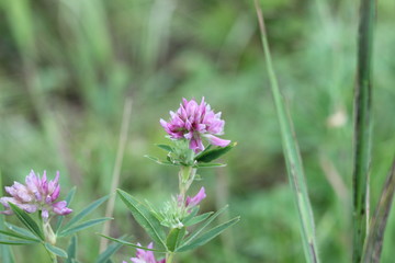 Wildflowers