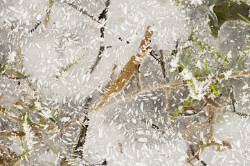 abstract topshot detail of grasses frozen into little pools
