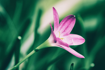 Fototapeta na wymiar Beautiful pink Rain Lily or Zephyranthes Lily, close up, on green leaves background