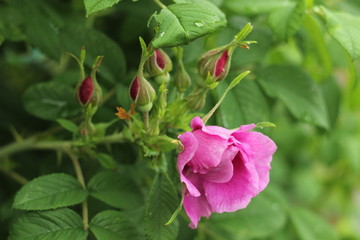 Gaden rose