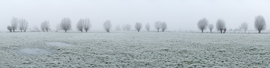 Panorama of fields with willow trees in winter