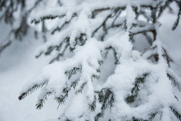 Detail of snow on the tree in winter