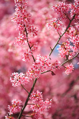 Branch of Pink Kwanzan Cherry tree in bloom. Selective focus