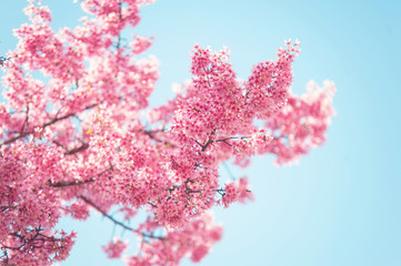 Branch of Pink Prunus tree in bloom. Selective focus