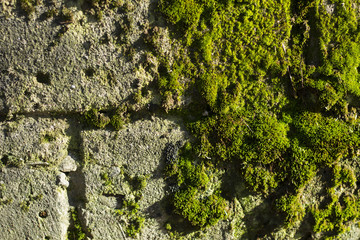  Old brick wall