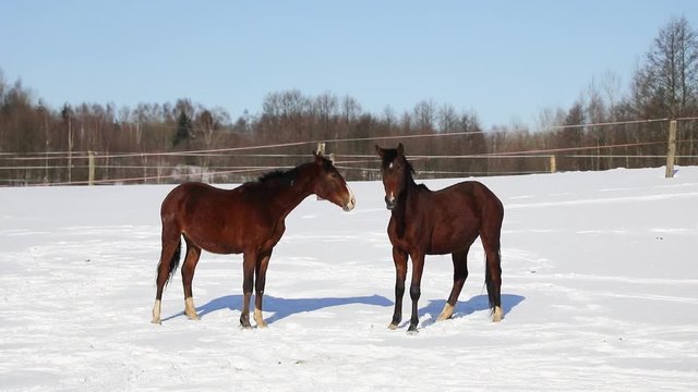 Horses are playing on the meadow in winter