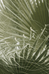 minimal tropic concept. leaves of palma (closeup)