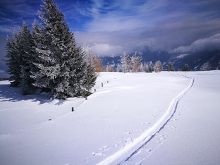 Fototapeta na wymiar Skispur Bäume Sonne Wolken