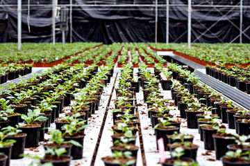 Seedlings of flowers. Large greenhouse with pots with seedlings of flowers.