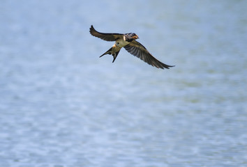 cute little bird swallow hovering in the blue sky over the pond spreading its wings