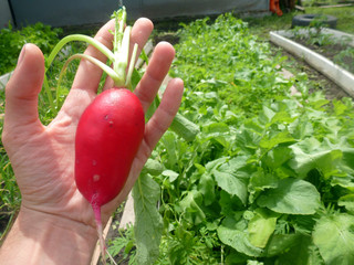 huge selection of fresh radish on the garden red ripe useful