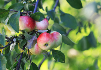  ripe juicy apples grow in the garden on a Sunny day