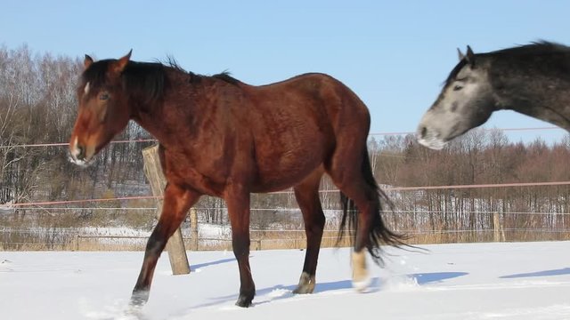 Horses are playing on the meadow in winter