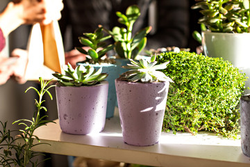 composition with succulents.