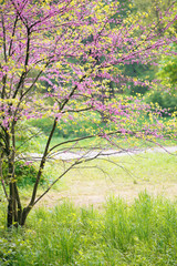 Blooming Redbud Tree