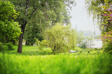 Fototapeta na wymiar spring landscape in the park