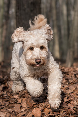 hund renn durch wald