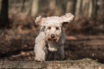 hund springt über baum