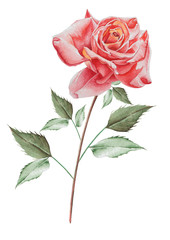 Illustration with watercolor rose. Hand drawn.