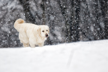 golden retriever dog in winter park